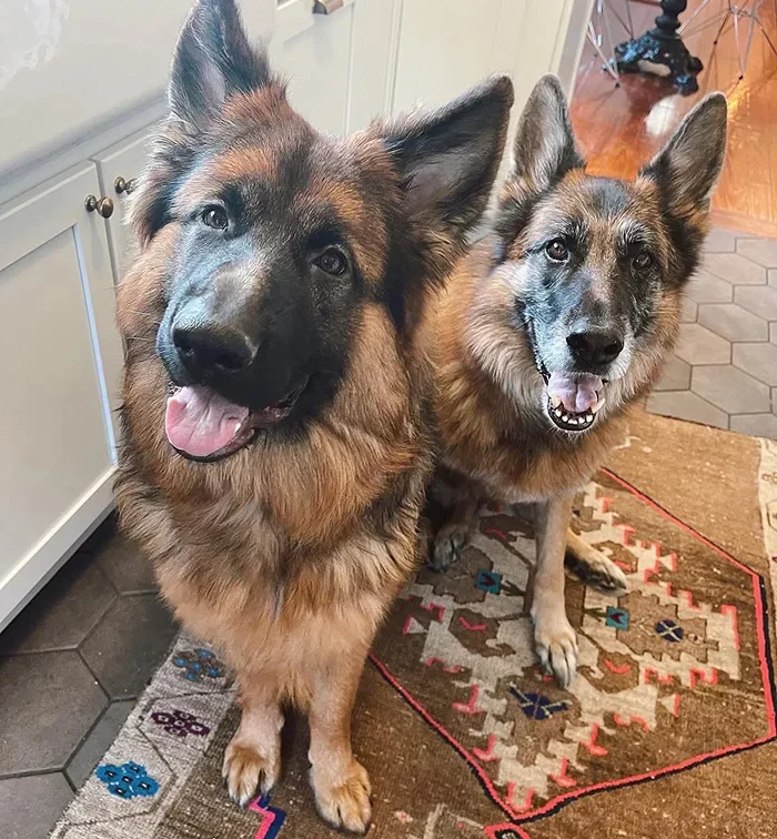 Two German Shepherds, Adler and Sherlock